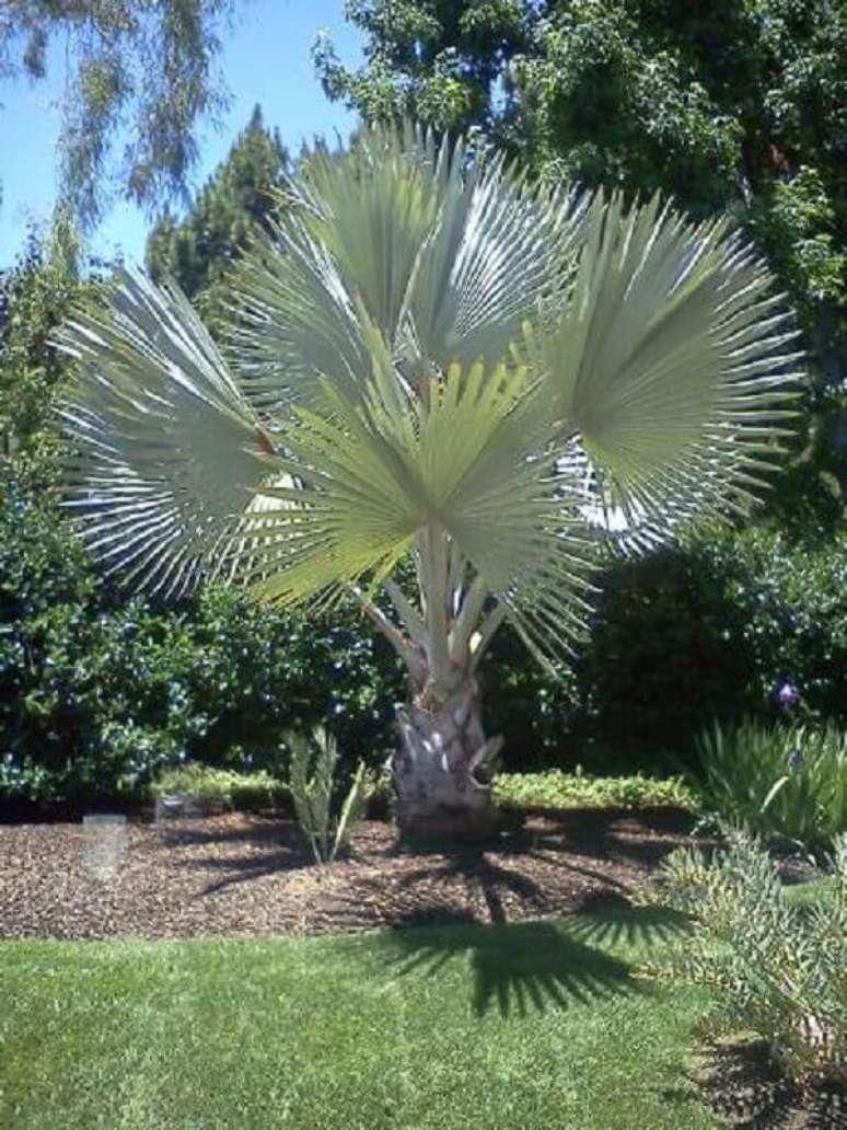 62- A planta da palmeira azul deve ser cultivada em pleno sol. Fonte: Jungle Music Palms & Cycads