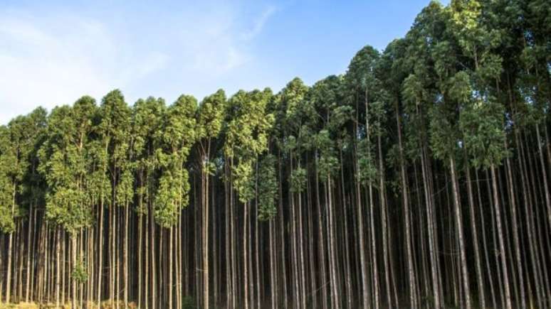 Deputado Newton Cardoso J&uacute;nior, cuja fam&iacute;lia tem investimentos no setor madeireiro, defende que fazendas de eucalipto sejam dispensadas de qualquer licenciamento quando o cultivo ocorrer em &aacute;reas rurais j&aacute; consolidadas ou j&aacute; degradadas pela a&ccedil;&atilde;o humana