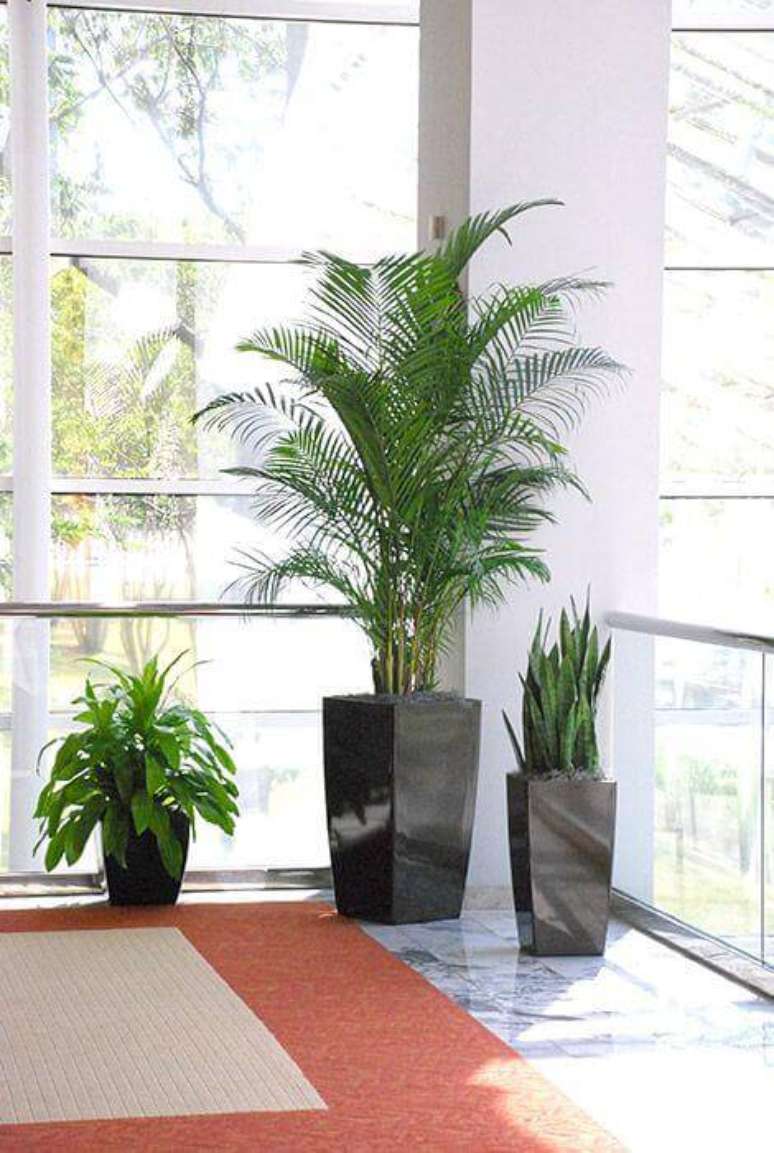 41. Combine a espada de S&atilde;o Jorge com outras plantas e tamanhos de vasos