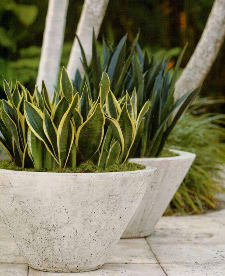 47. Aposte em vasos de cimento no jardim com espadas de S&atilde;o Jorge mais curtas ou mais altas