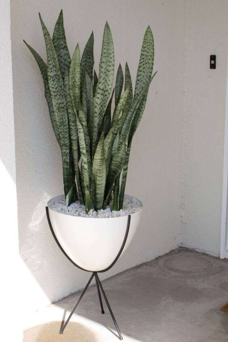 49. Colocar pedrinhas na terra &eacute; um jeito de deixar o vaso mais bonito