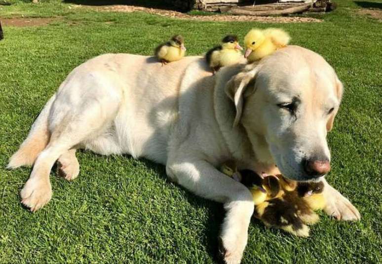 Labrador que vive em ONG no Reino Unido 'adota' patinhos.