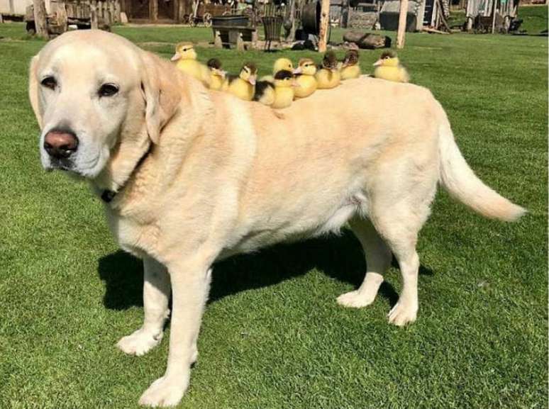 Com 10 anos de idade, labrador Fred 'adotou' patinhos resgatados.