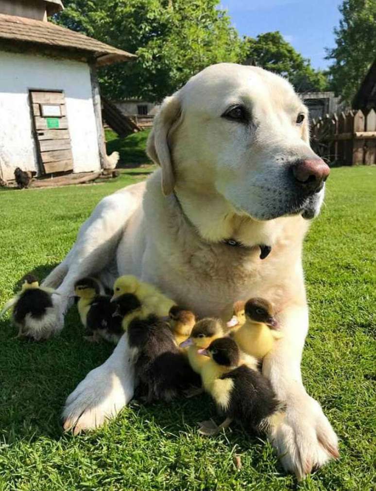 O labrador Fred também foi resgatado no passado pela equipe de Mountfitchet Castle.