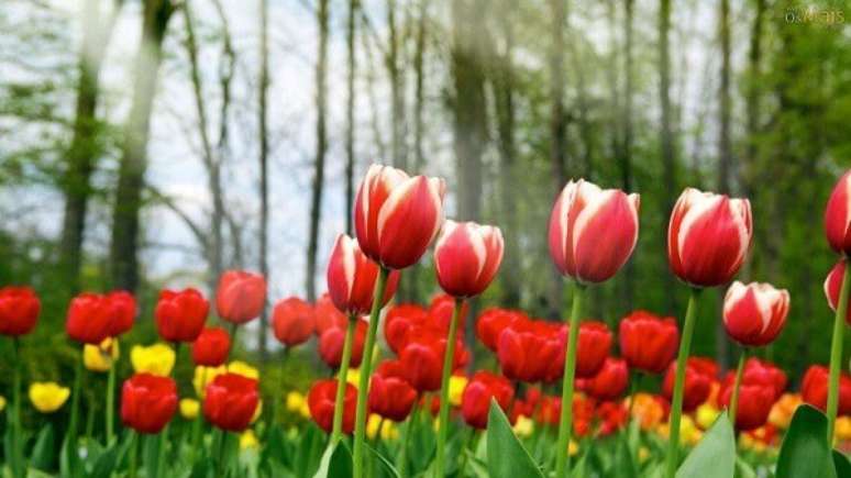 15- A plantação de tulipas deve ser protegida da incidência de sol forte. Fonte: Tudo Ela