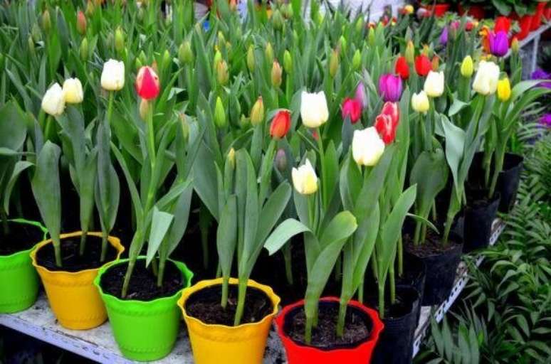 2- Os cuidados com o bulbo permitem o cultivo da flor tulipa no Brasil mesmo que as condições climáticas não sejam as mais adequadas para o seu cultivo. Fonte: Casa.umcomo