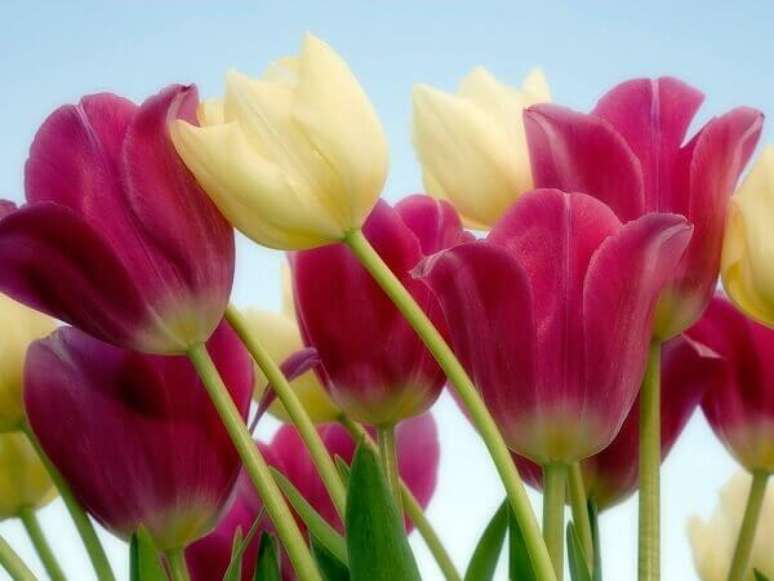 17- Utilize a flor tulipa na decoração de ambientes com arranjos ou buquês. Fonte: Essas e Outras