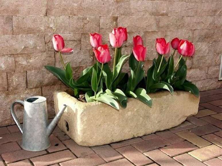 7- Mantenha a flor tulipa sempre longe de insetos e animais. Fonte: PlantaSonya