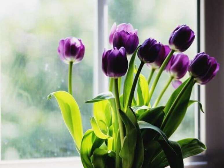 25- A tulipa necessita de um solo preparado sem pedras, raízes ou detritos. Fonte: Brandi Redd