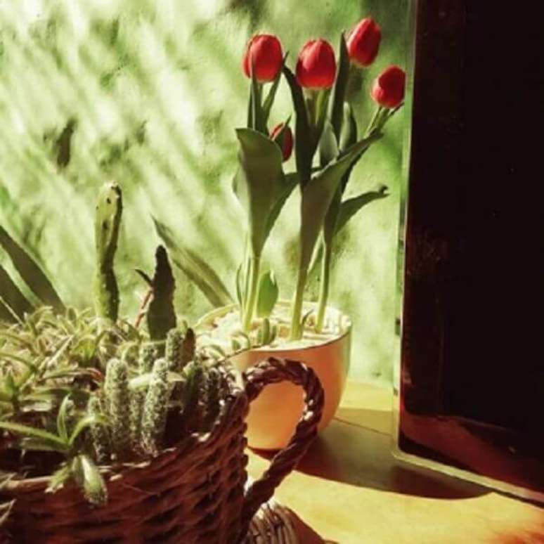 27- A flor tulipa pode compor o ambiente dividindo o local com outros tipos de plantas mais rústicas. Fonte: Dicionário de Símbolos