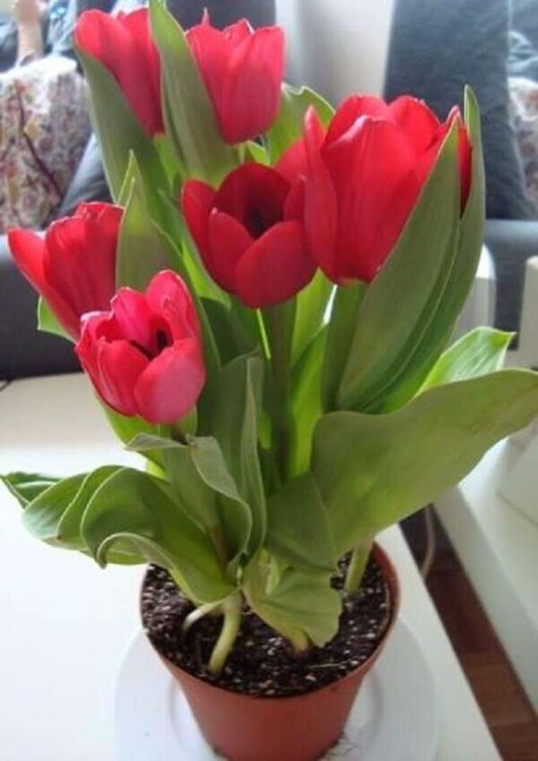 29- O vaso de tulipa é sempre um presente valorizado. Fonte: Dicas na Internet