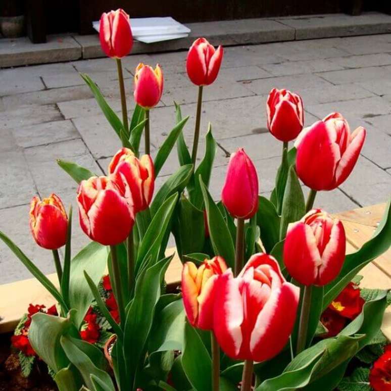 30- O vaso com tulipa pode decorar ambientes internos e externos de sua casa. Fonte: Aliexpress