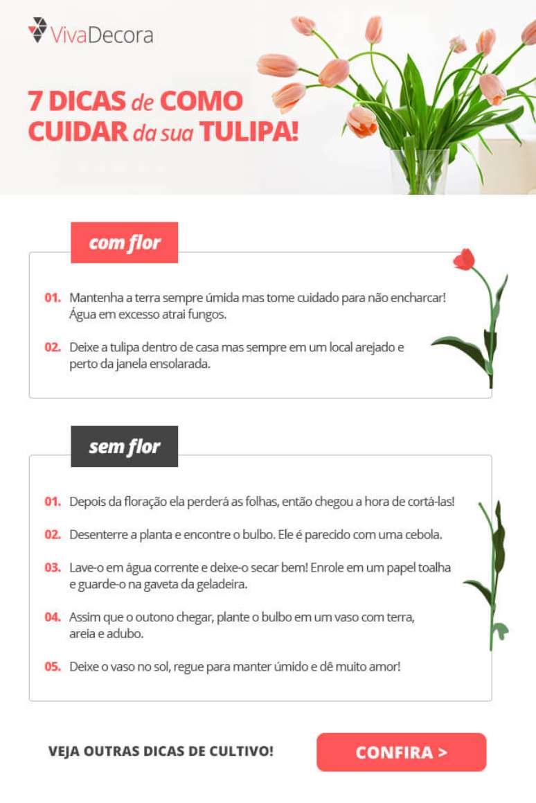 Infográfico – Tulipa