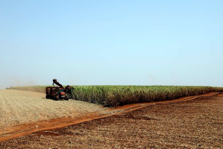 Campo de plantação de cana-de-açúcar 
13/09/2018
REUTERS/Paulo Whitaker