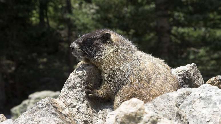 Por causa da mudança climáticas, marmotas estão acordando antes da hibernação e consequentemente comendo mais