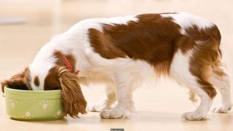 Pesquisas feitas com animais mostraram que o uso de aditivos químicos em alimentos pode desregular a flora intestinal e levar a um aumento de peso