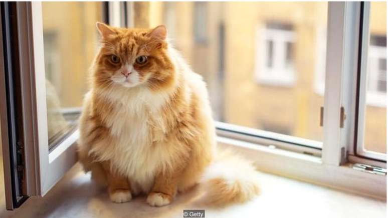 Donos de gatos costumam usar a comida como recompensa