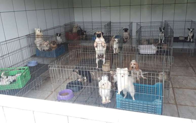 Cães em gaiolas no canil que foi interditado em Piedade, no interior de São Paulo