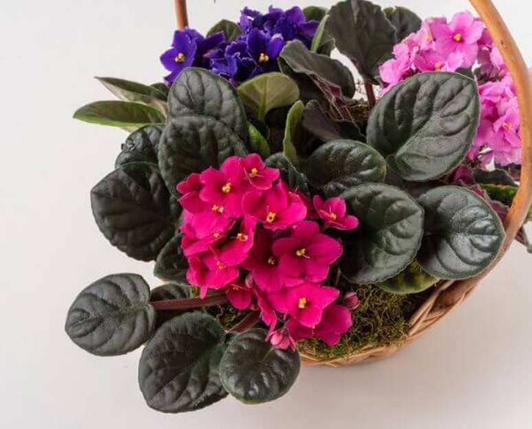 20- As flores do campo como as violetas podem decorar qualquer ambiente com as suas cores intensas. Fonte: Isabela Flores