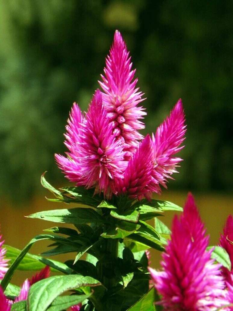 10- Se você quer atrair borboletas na sua área externa, as flores do campo como a Celósia Pink são ótimas opções para decorar o seu jardim. Fonte: Lilian Miliauskas