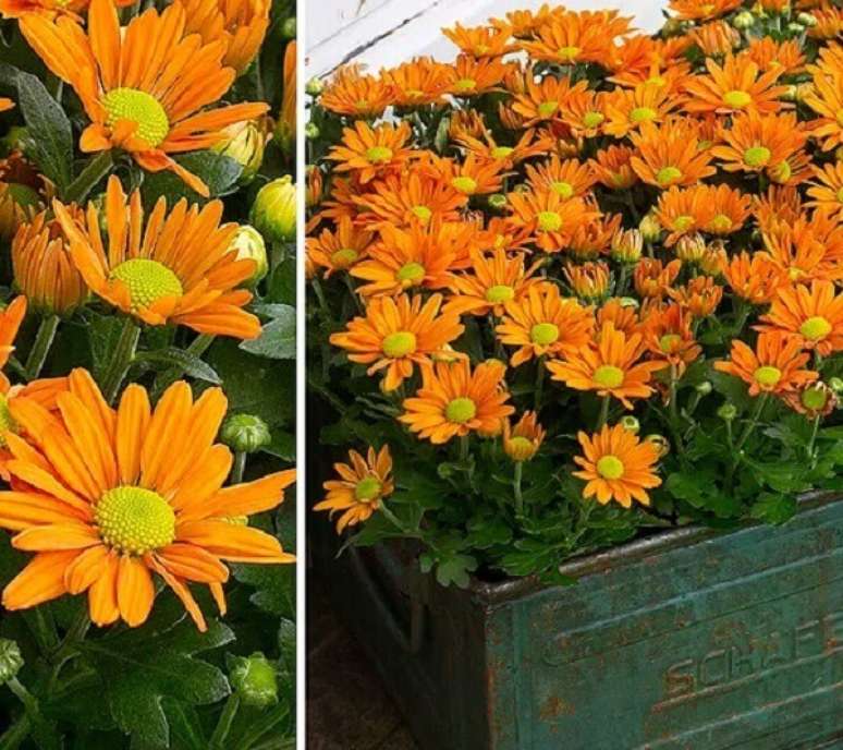 34- Os Crisântemos na cor laranja são flores do campo rústicas e podem ser plantadas em caixa de metal. Fonte: Terra Viva
