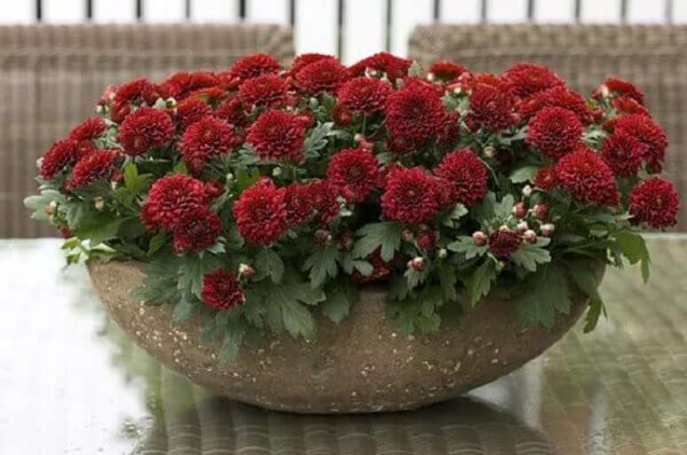 35- As flores do campo como Cris&acirc;ntemo na cor vermelha podem ser plantadas em vaso de cimento. Fonte: Terra Viva