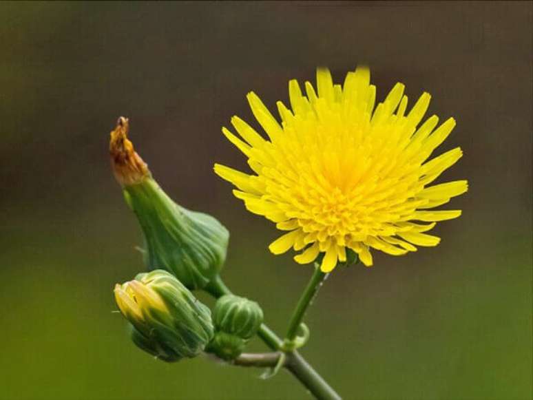 16- As rústicas flores do campo como a Dente-de-Leão podem ser encontradas no mundo todo, mas o Brasil não realiza o cultivo comercial da espécie. Fonte: Carol Costa