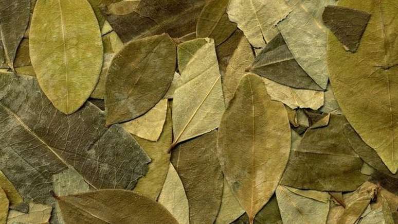 A reputa&ccedil;&atilde;o da coca&iacute;na de combater a fome e a fadiga levou um m&eacute;dico austr&iacute;aco a investigar seus efeitos a fundo