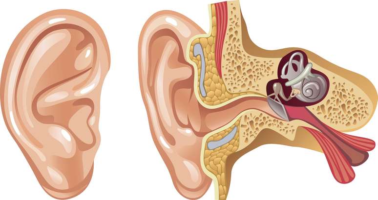 Danos nos pequenos e delicados pelos do ouvido interno podem mandar sinais que nosso cérebro interpreta como sons.