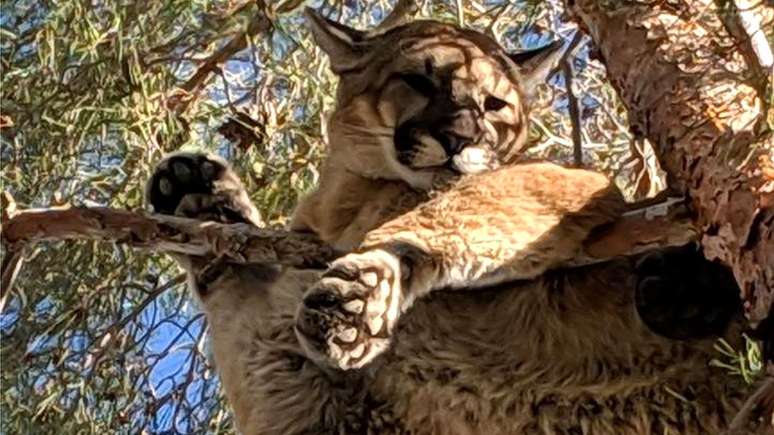 Um morador da Califórnia avistou um gato gigante no topo de uma árvore do seu jardim. Quando os bombeiros chegaram, viram que se tratava de um puma