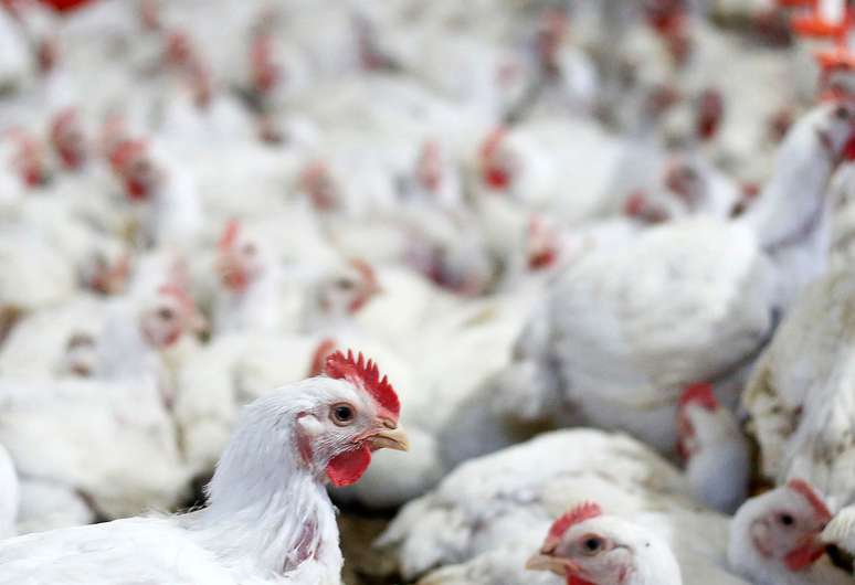 Aves em indústria de frangos de Lapa, PR
31/05/2016
REUTERS/Rodolfo Buhrer