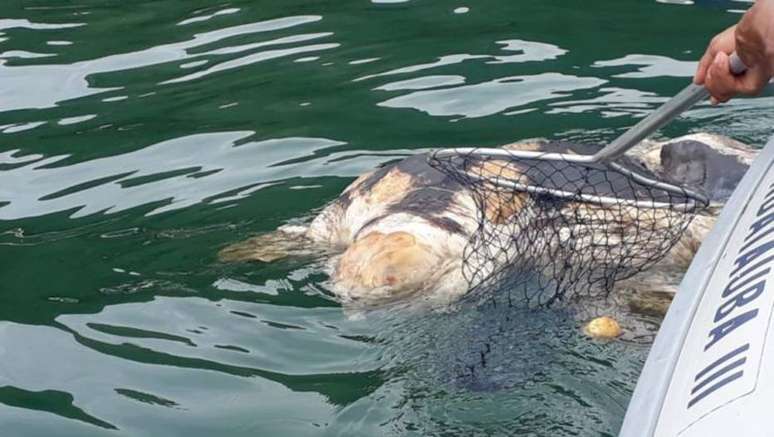 Equipes da Opera&ccedil;&atilde;o Praia Limpa retiram do mar um esp&eacute;cime de tartaruga verde&nbsp;