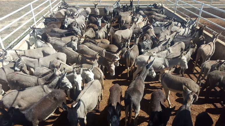Jumentos reunidos para abate em frigor&iacute;fico em Miguel Calmon (BA), em imagem de 2016, quando Minist&eacute;rio P&uacute;blico chegou a suspenter a atividade