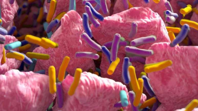 O microbioma do intestino influencia vários aspectos de nossa saúde