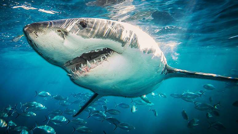 Tubarões-brancos podem ser o segredo para a cura do câncer e outras doenças relacionadas ao envelhecimento, acreditam especialistas