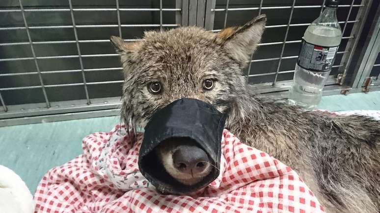 O 'cachorro' foi tratado por veterinários em uma clínica