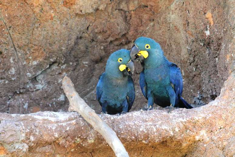 Classificada como em perigo de extinção e endêmica de áreas restritas da caatinga, no Estado da Bahia, a arara-azul-de-lear não se reproduz facilmente em cativeiro