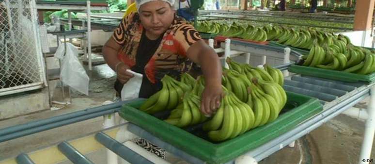 Produção de bananas no Equador ajuda a combater pobreza no país