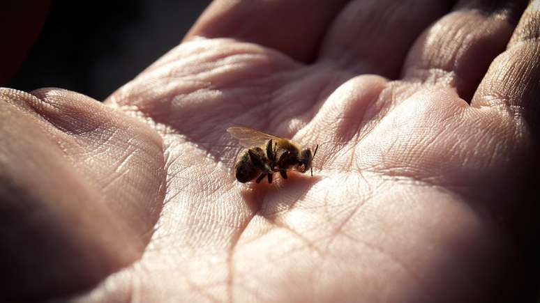 Pesquisas apontam que glifosato também afeta as abelhas