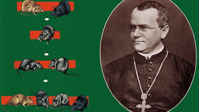 As leis derivadas do trabalho de Gregor Mendel, conhecido como "o pai da genética", foram um grande marco na evolução da biologia