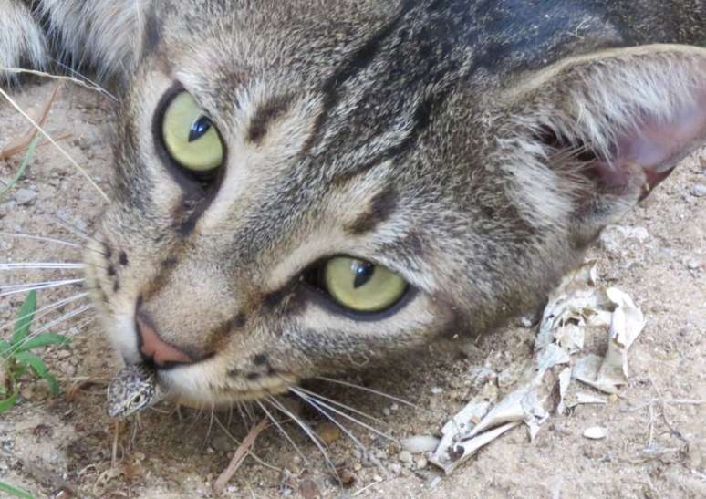 Gato com lagarto mabuia na boca; plano pretende controlar a população de felinos em Fernando de Noronha