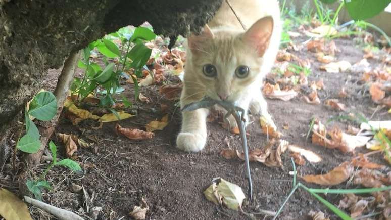 Gato predando mabuia; população da ave trinta-réis-das-rocas foi reduzida a pouco mais de 10% entre as décadas de 1940 e 1990 por conta da predação por felinos na ilha de Ascensão