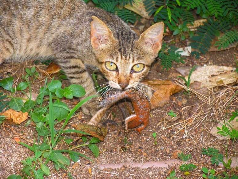 Gato feral predando uma mabuia, lagarto que só existe em Fernando de Noronha