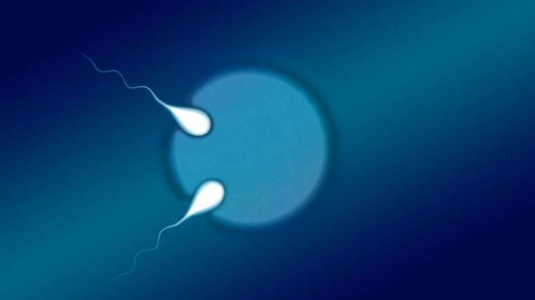 Acredita-se que o óvulo tenha sido fecundado simultaneamente por dois espermatozoides antes de ser dividido
