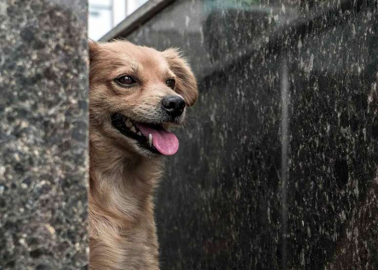 O cão Violeiro, que acompanha Cunha no cemitério