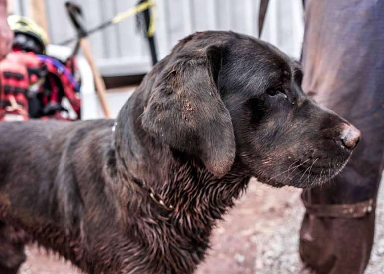 Cães têm papel essencial na localização de corpos