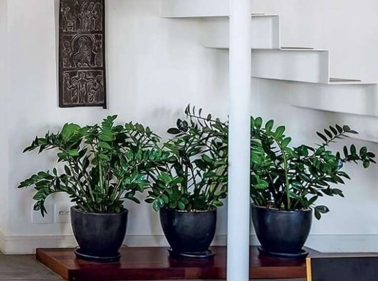 62 – As Zamioculcas são ótimas opções de plantas para sala. Fonte: Blog da rotina
