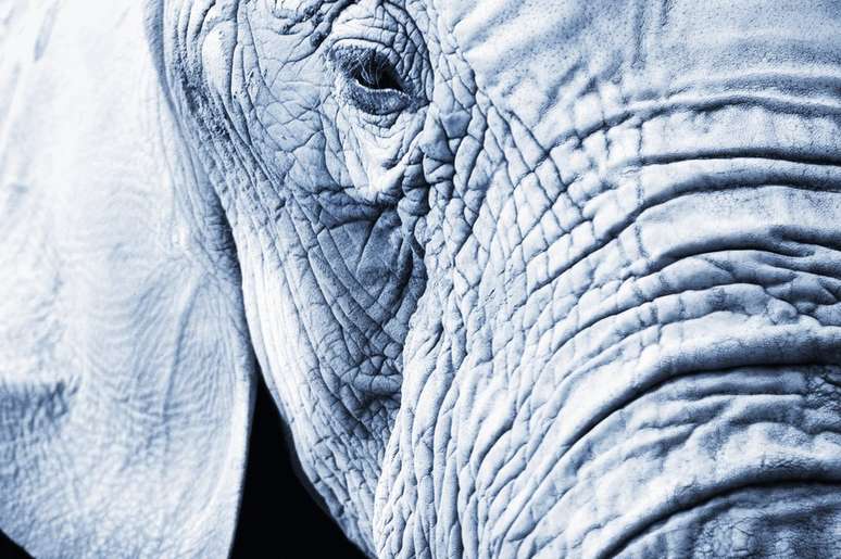 Os elefantes estão entre os capazes de expressar esse sentimento