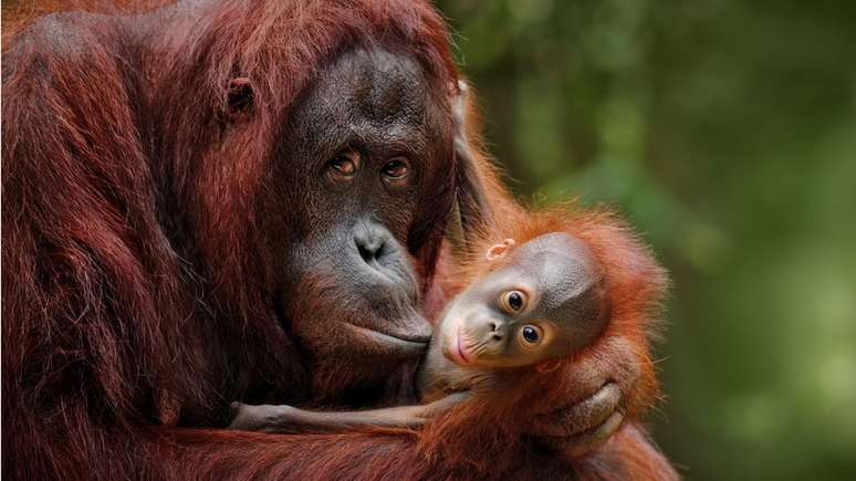 Como em outras espécies, o sentimento materno das mães primatas já foi demonstrado pela ciência