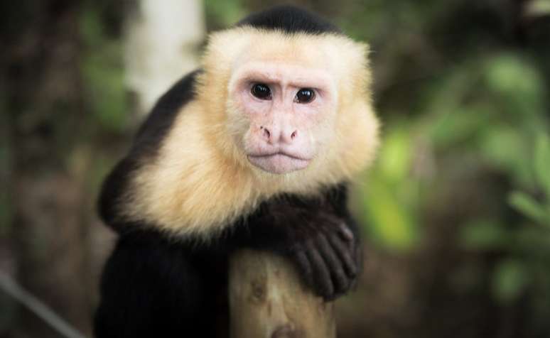 Espécies como macacos-prego podem diferenciar o certo do errado
